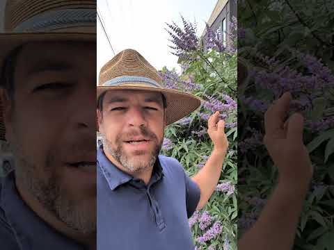 Vitex agnus-castus 'Shoal Creek’ ~ Shoal Creek Chaste Tree