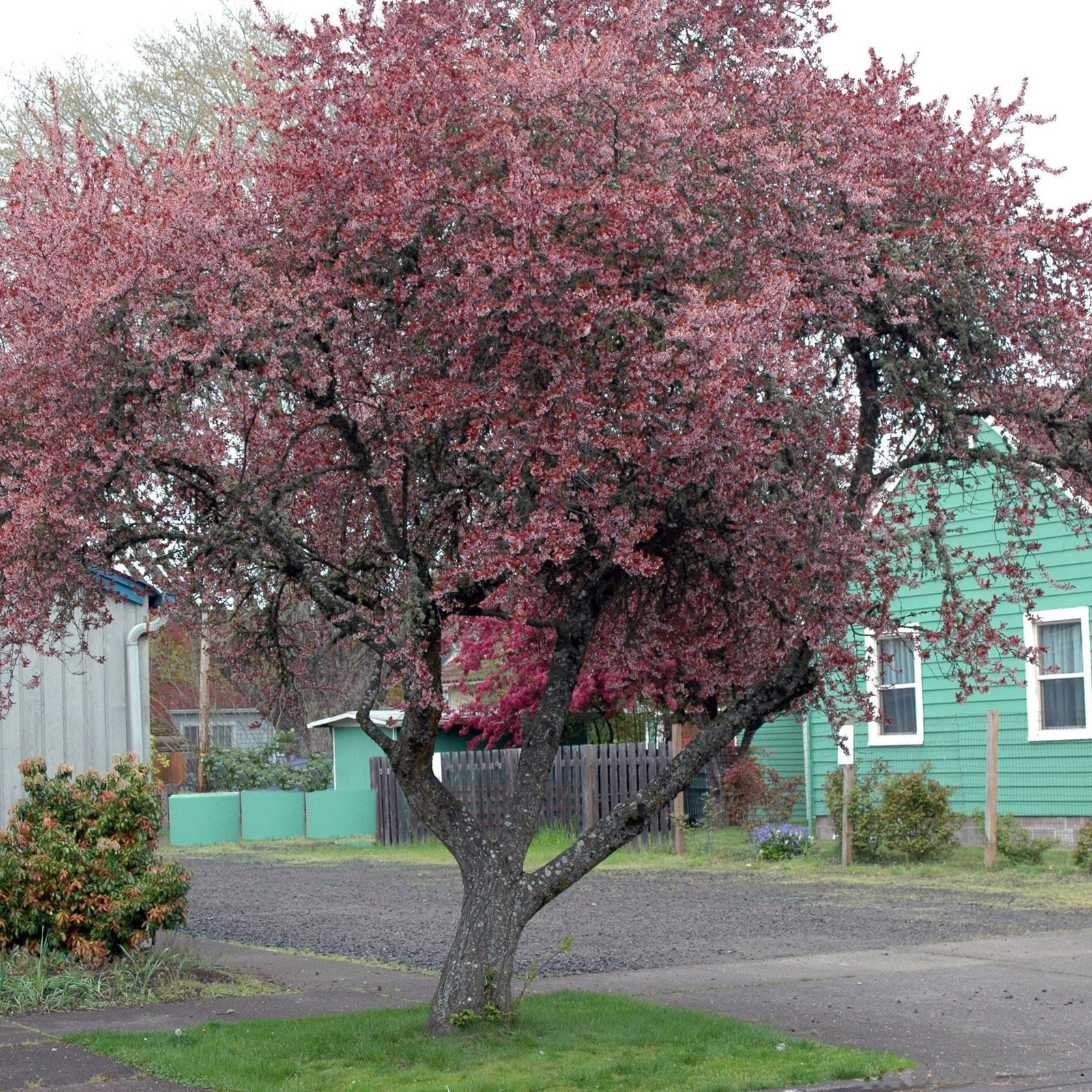 Prunus 'Newport' ~ Newport Plum-ServeScape