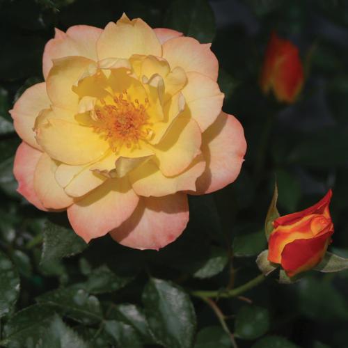 Rosa 'Chewnicebell' PP26532 ~ PW® Color Choice® OSO Easy Italian Ice® Rose-ServeScape