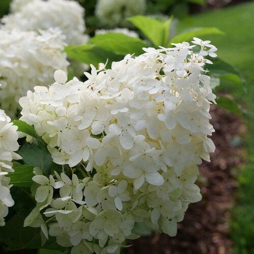 Hydrangea paniculata 'NCHP1' ~ PW® Puffer Fish® Hydrangea-ServeScape
