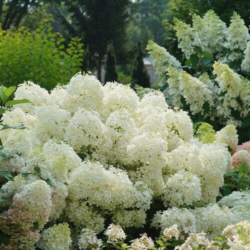 Hydrangea paniculata 'NCHP1' ~ PW® Puffer Fish® Hydrangea-ServeScape