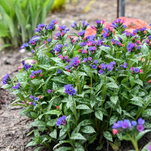 Pulmonaria 'Spot on' ~ PW® Spot On Lungwort-ServeScape