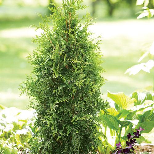 Thuja plicata 'Grovepli' ~ Spring Grove® Arborvitae-ServeScape