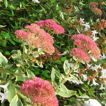 Sedum 'Lajos' ~ Monrovia® Autumn Charm Stonecrop-ServeScape