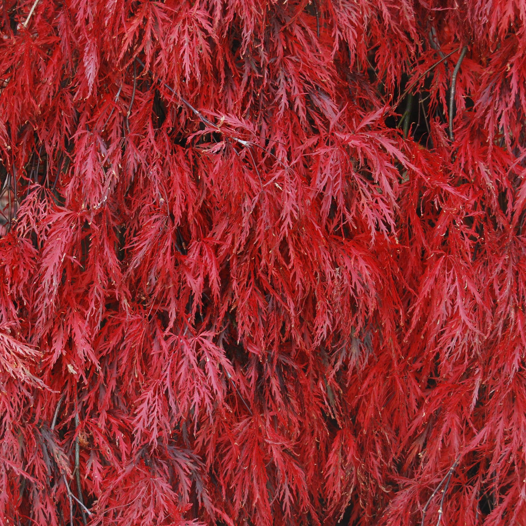 Acer palmatum var. dissectum Autmn Fire' ~ Autumn Fire Japanese Maple-ServeScape