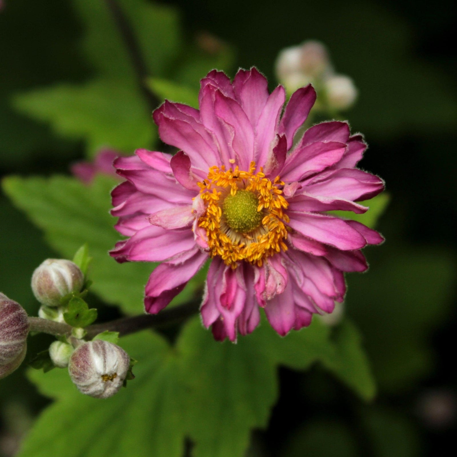 Anemone 'Carmen' ~ Carmen Anemone-ServeScape