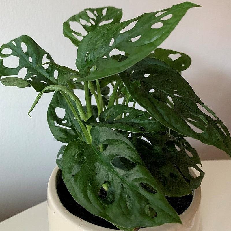 Monstera adansonii ~ Monrovia® Adanson's Swiss-Cheese Plant-ServeScape