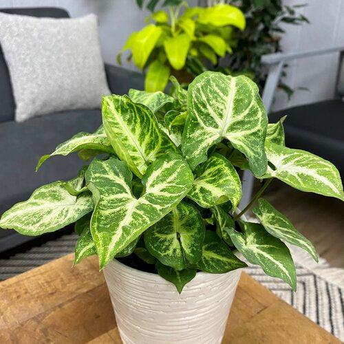 Syngonium podophyllum 'Robusta' ~ Monrovia® Falling Arrows™ Robusta Arrowhead Plant-ServeScape