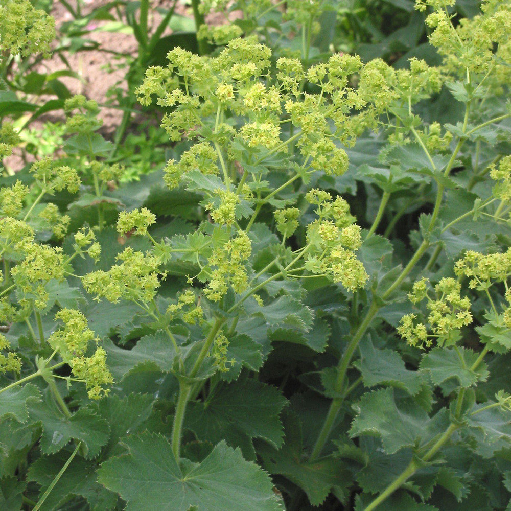 Alchemilla mollis ~ Monrovia® Lady's Mantle-ServeScape