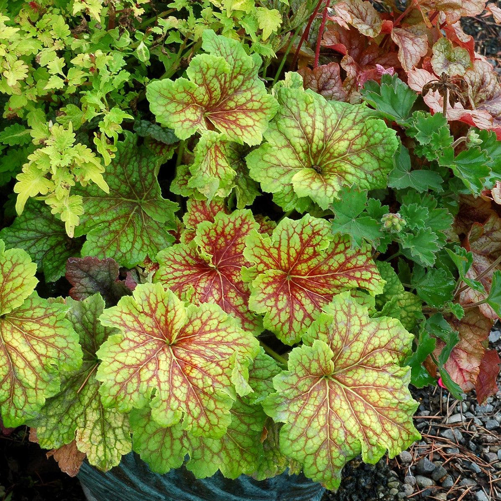 Heuchera 'Red Lightning' ~ Monrovia® Red Lightning Coral Bells-ServeScape