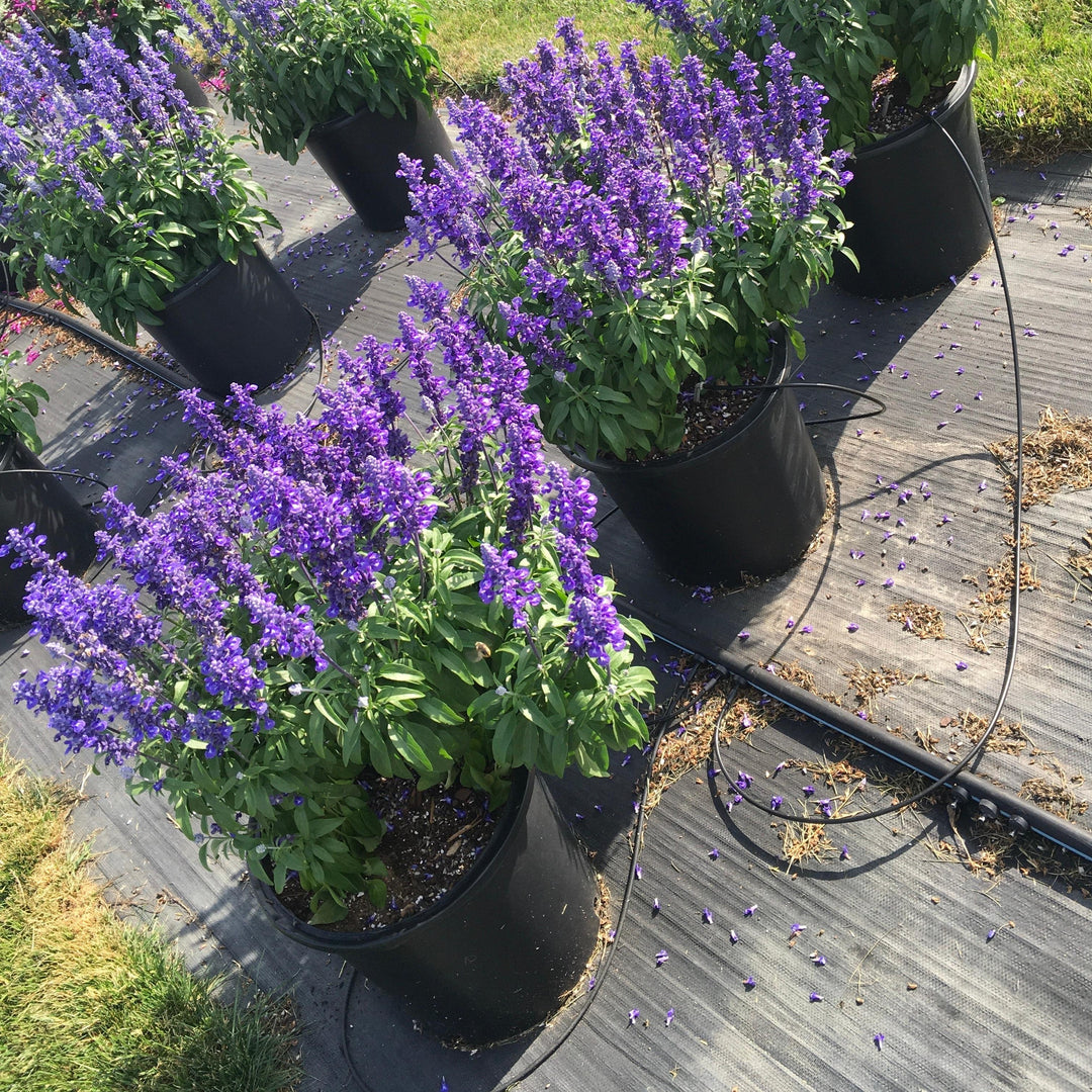Salvia farinacea 'Deep Ocean' ~ Monrovia® Sallyfun™ Deep Ocean Salvia-ServeScape