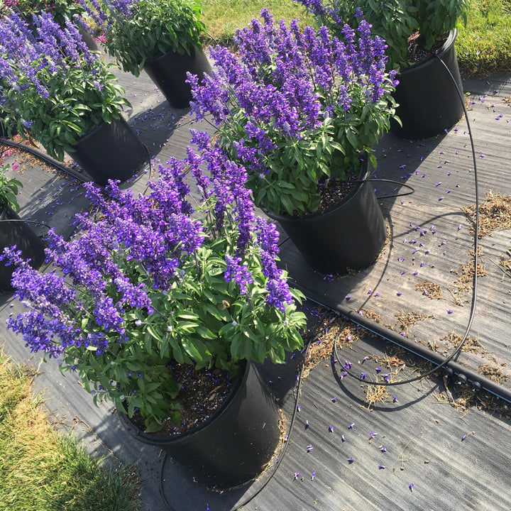 Salvia farinacea 'Deep Ocean' ~ Monrovia® Sallyfun™ Deep Ocean Salvia-ServeScape