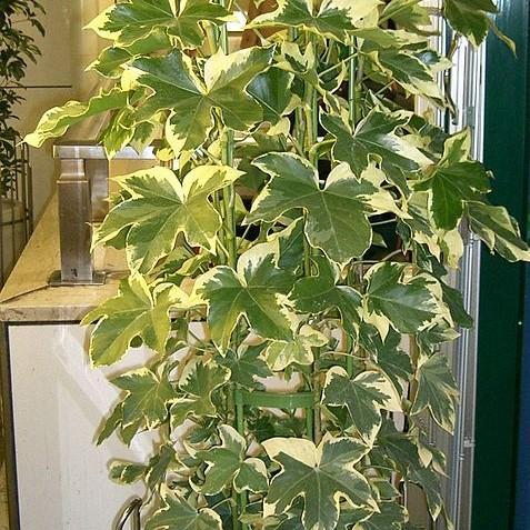 x Fatshedera lizei 'Angiostar' ~ Monrovia® Angyo Star Tree Ivy-ServeScape