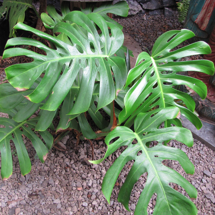 Monstera deliciosa 'Tauerii' ~ Monrovia® Dwarf Swiss-Cheese Plant-ServeScape