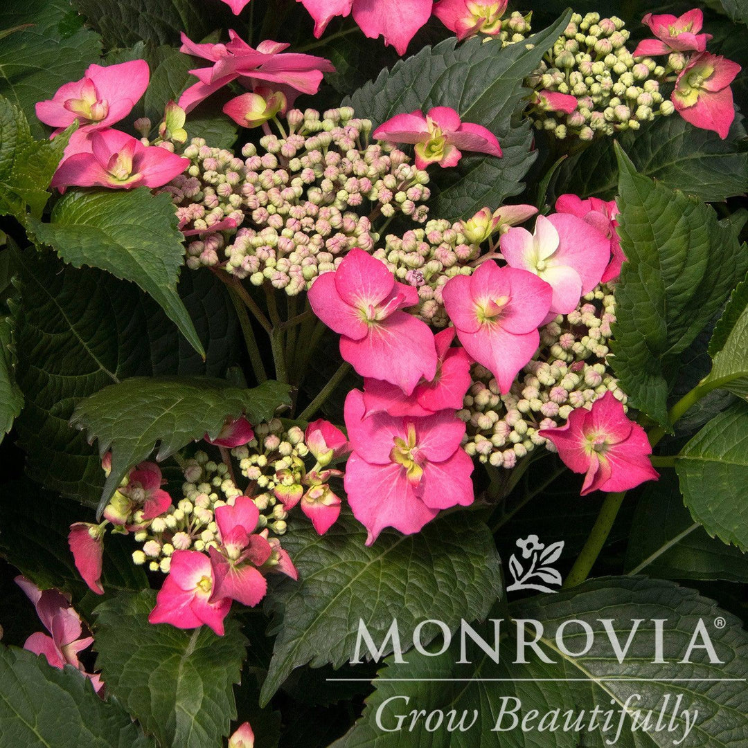 Hydrangea serrata 'SMHSMAKF2MT' PP #30,020 ~ Monrovia® Seaside Serenade® Cape May Hydrangea-ServeScape