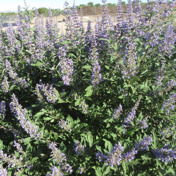 Vitex x ‘Helen Froehlich’ ~ Monrovia® Summertime Blues™ Chaste Tree-ServeScape