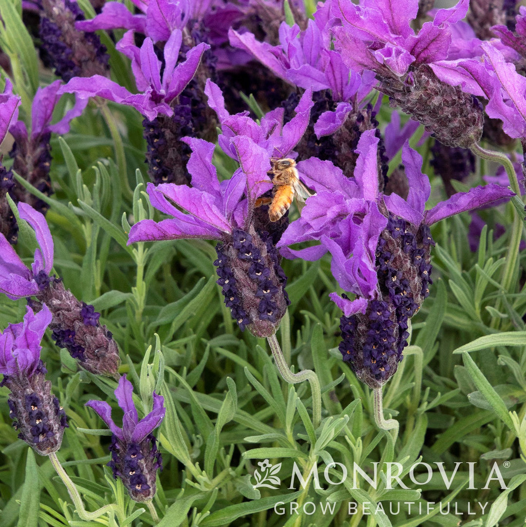 Lavandula stoechas 'LABZ0004' PP#27,493 ~ Monrovia® Javelin Forte™ Deep Purple Spanish Lavender-ServeScape