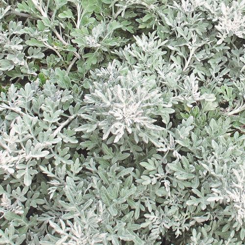 Artemisia stelleriana 'Silver Bullet' ~ PW® Silver Bullet® Wormwood-ServeScape
