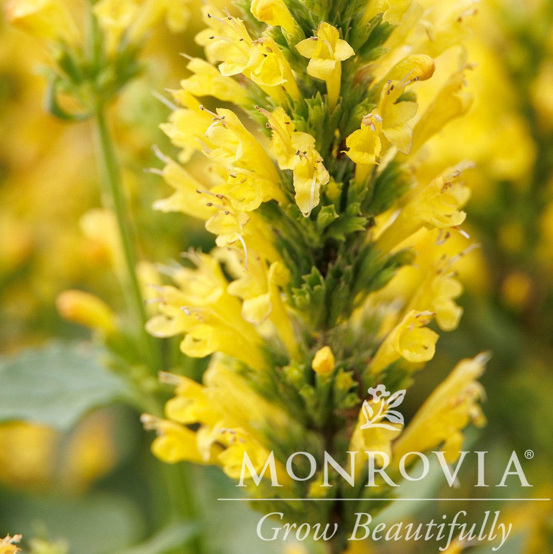 Agastache 'TNAGAPBY' ~ Monrovia® Poquito™ Butter Yellow Hyssop-ServeScape