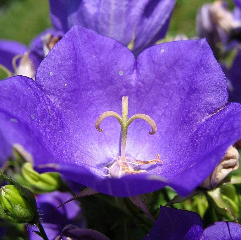Campanula carpatica 'Pristar Deep Blue' ~ Monrovia® Pristar™ Deep Blue Bellflower-ServeScape
