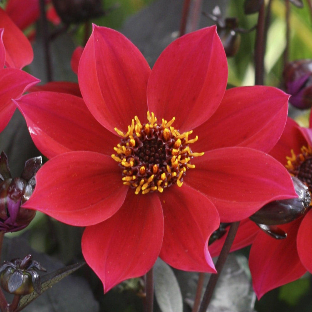 Dahlia 'HDCHR23' PP26,140 ~ Monrovia® Happy Days™ Cherry Red Dahlia-ServeScape