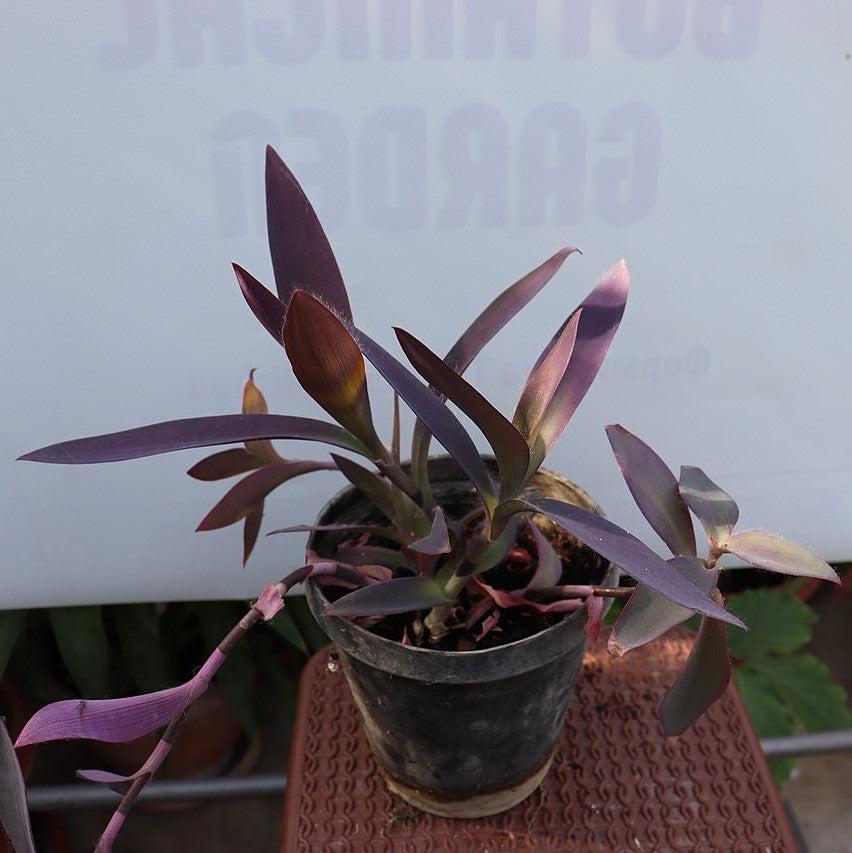 Setcreasea pallida ~ Monrovia® Purple Heart-ServeScape