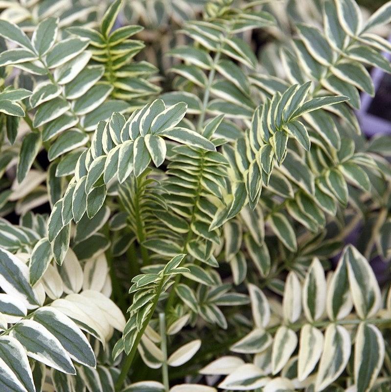 Polemonium 'Brise d'Anjou' ~ Monrovia® Variegated Jacob's Ladder-ServeScape