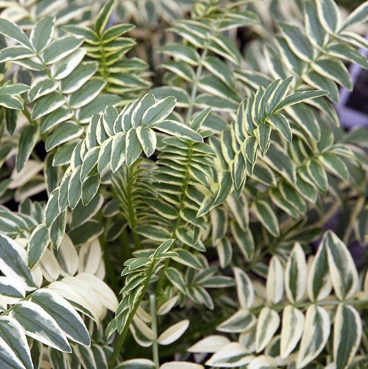 Polemonium 'Brise d'Anjou' ~ Monrovia® Variegated Jacob's Ladder-ServeScape