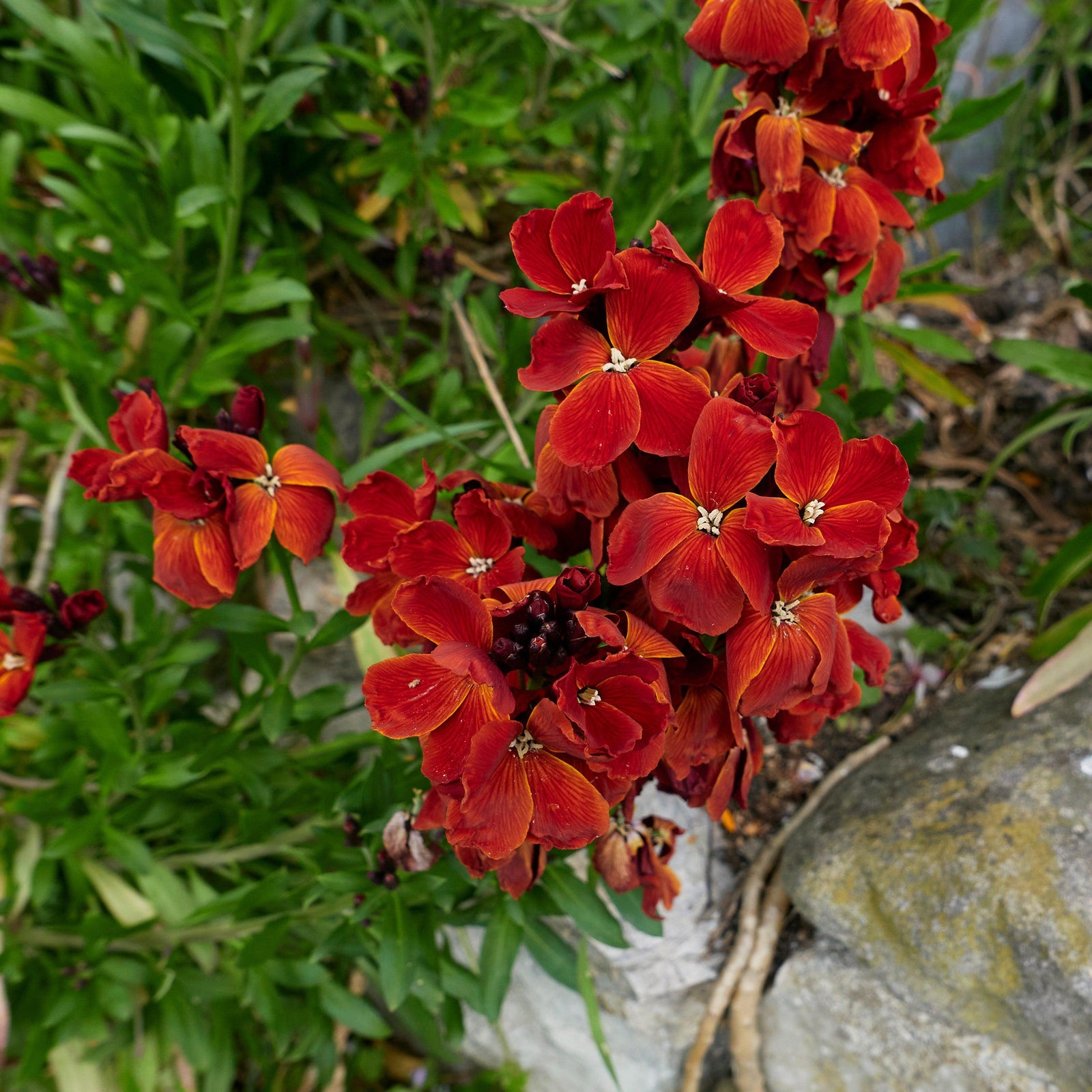Erysimum cheiri 'Sugar Rush Red' ~ Monrovia® Sugar Rush™ Red Wallflower-ServeScape