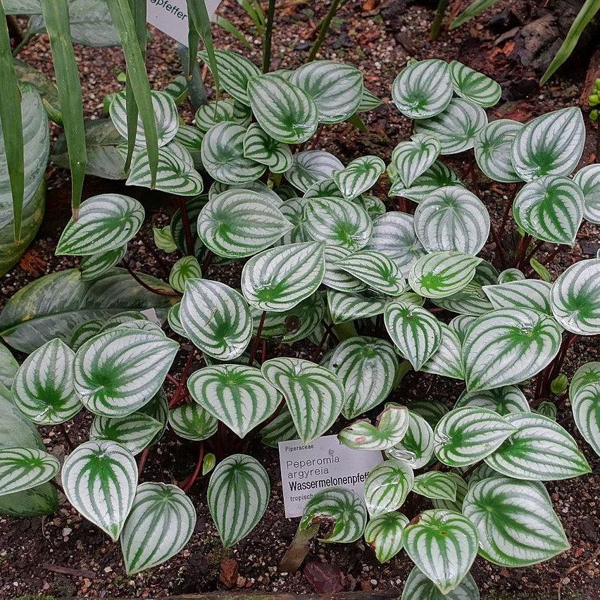 Peperomia Argyrela ~ Monrovia® Watermelon Peperomia-ServeScape