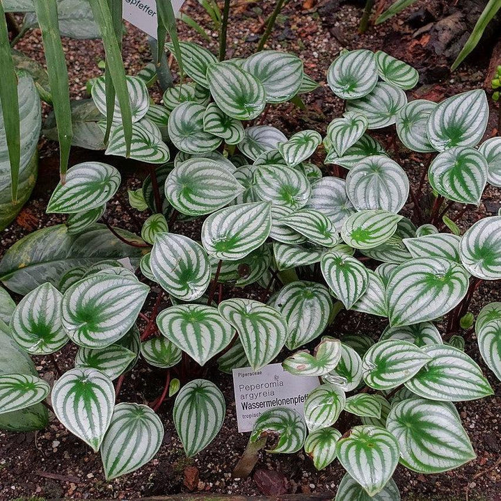 Peperomia Argyrela ~ Monrovia® Watermelon Peperomia-ServeScape