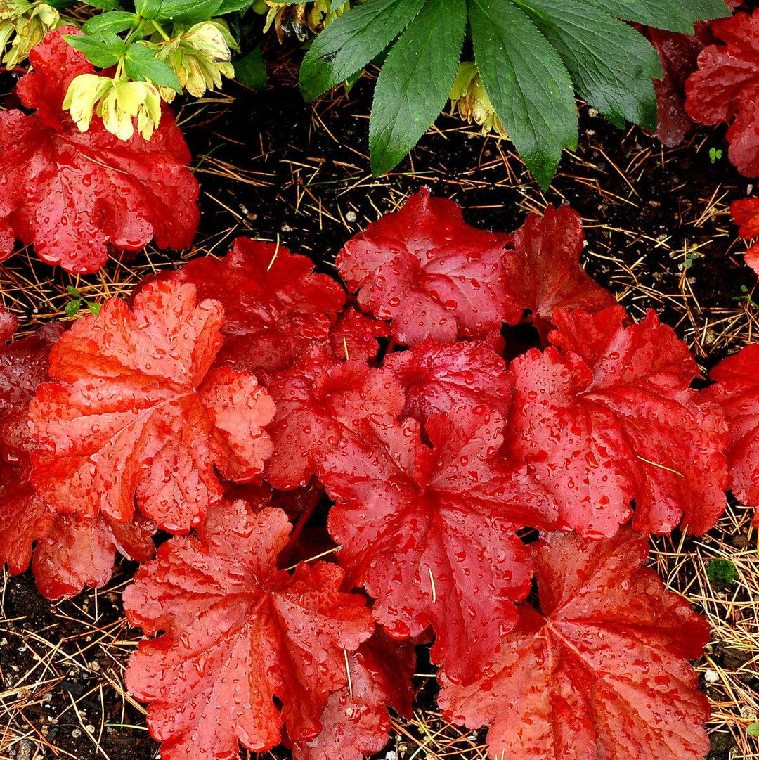Heuchera x 'Fire Alarm' PP #24,525 ~ Monrovia® Fire Alarm Heuchera-ServeScape