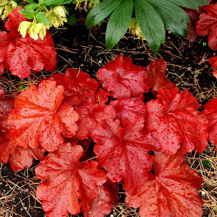 Heuchera x 'Fire Alarm' PP #24,525 ~ Monrovia® Fire Alarm Heuchera-ServeScape