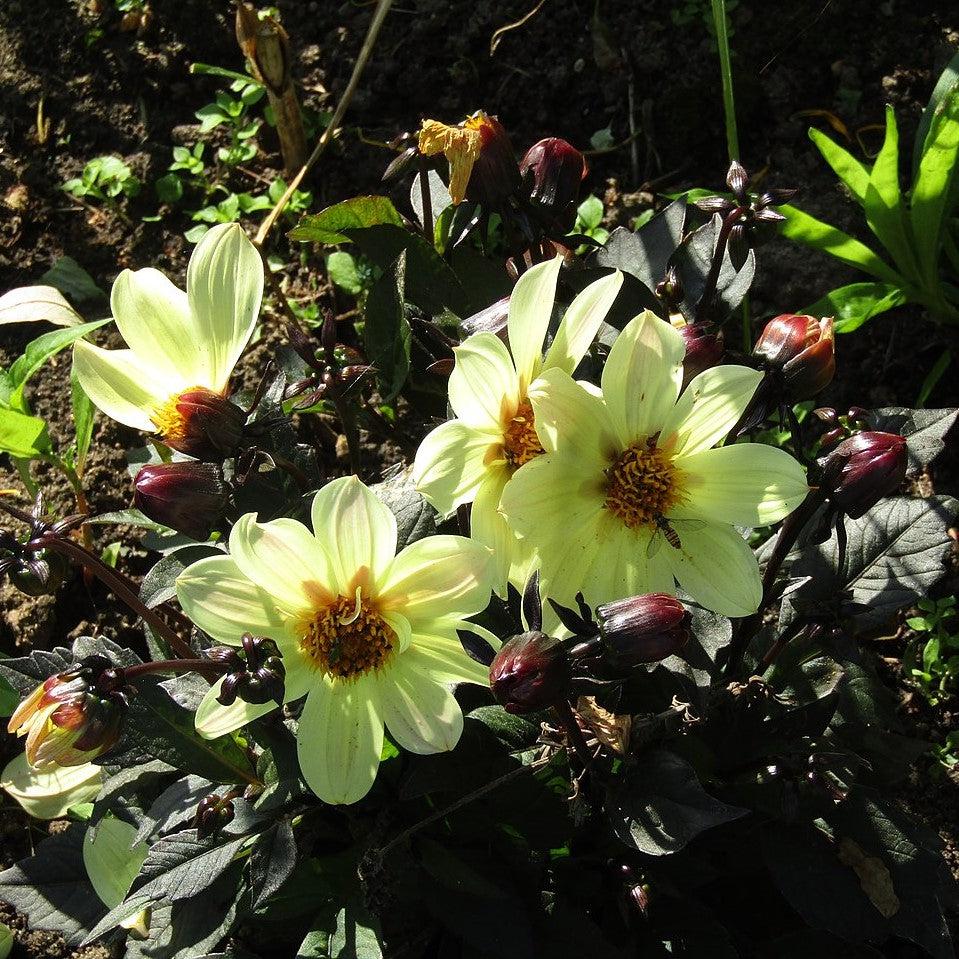 Dahlia 'Happy Days Yellow' ~ Monrovia® Happy Days™ Yellow Dahlia-ServeScape