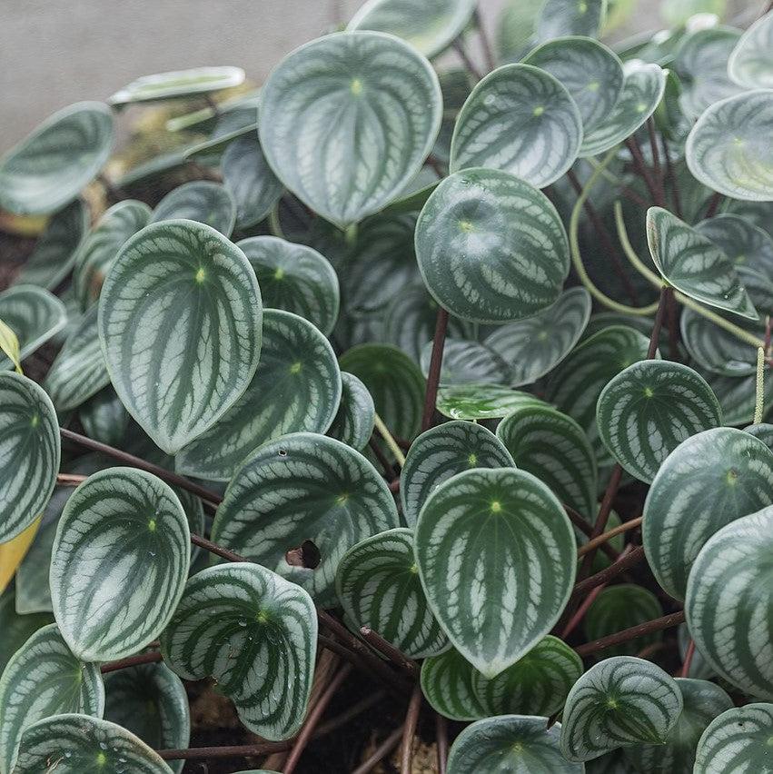 Peperomia Argyrela ~ Monrovia® Watermelon Peperomia-ServeScape