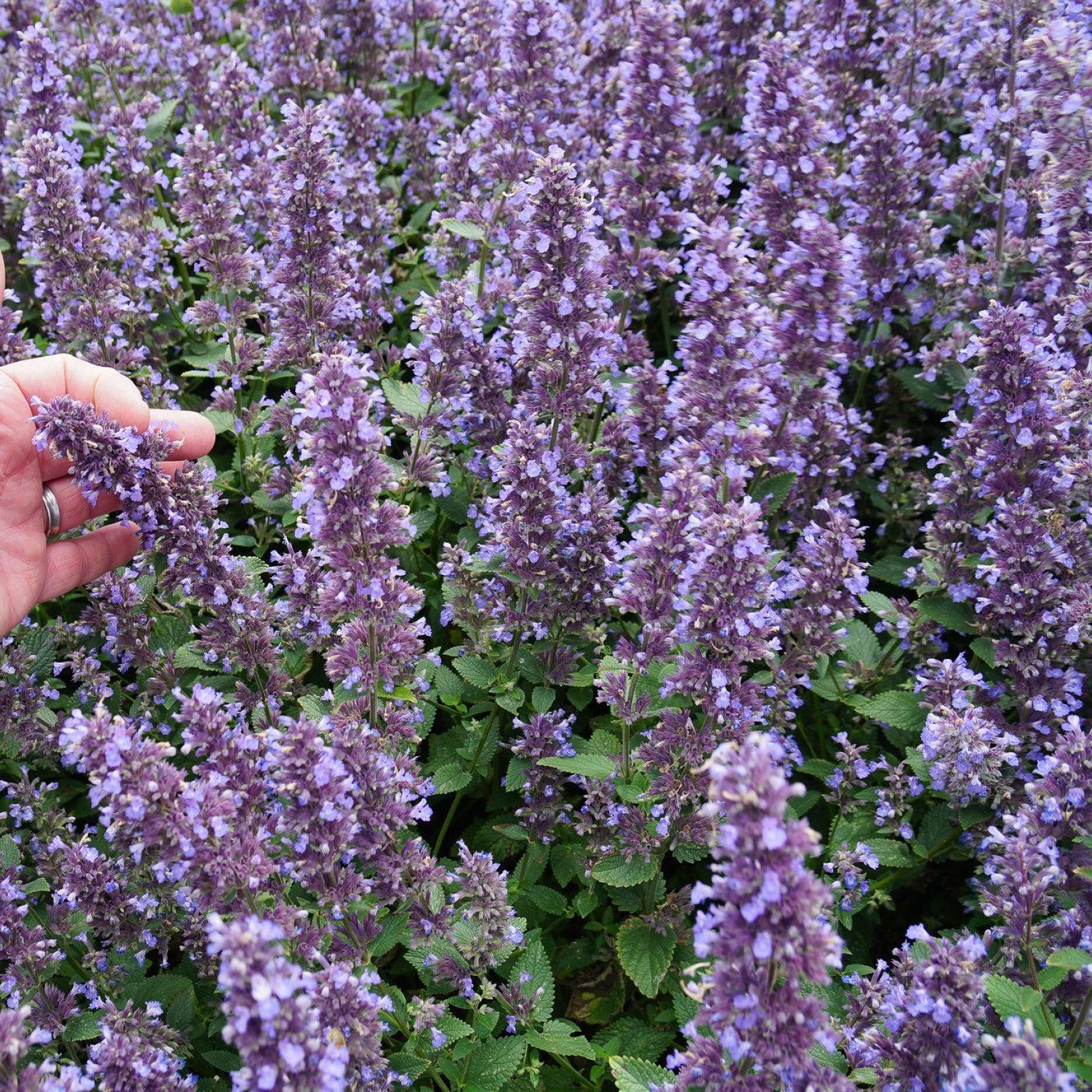 Nepeta x faassenii 'Balpurrlu' PP33,042 ~ Monrovia® Whispurr™ Blue Catmint-ServeScape