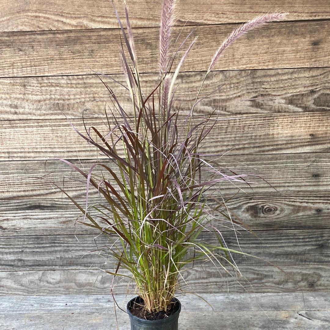 Pennisetum setaceum 'Rubrum' ~ Monrovia® Graceful Grasses® Purple Fountain Grass, Red Fountain Grass-ServeScape