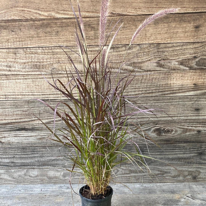 Pennisetum setaceum 'Rubrum' ~ Monrovia® Graceful Grasses® Purple Fountain Grass, Red Fountain Grass-ServeScape