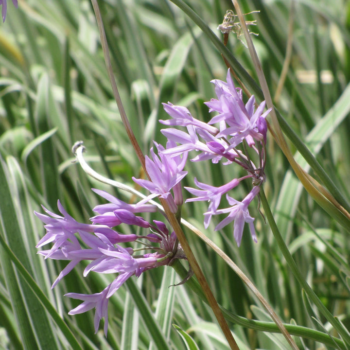 Tulbaghia violacea 'Tricolor' ~ Monrovia® Tri-color Society Garlic-ServeScape