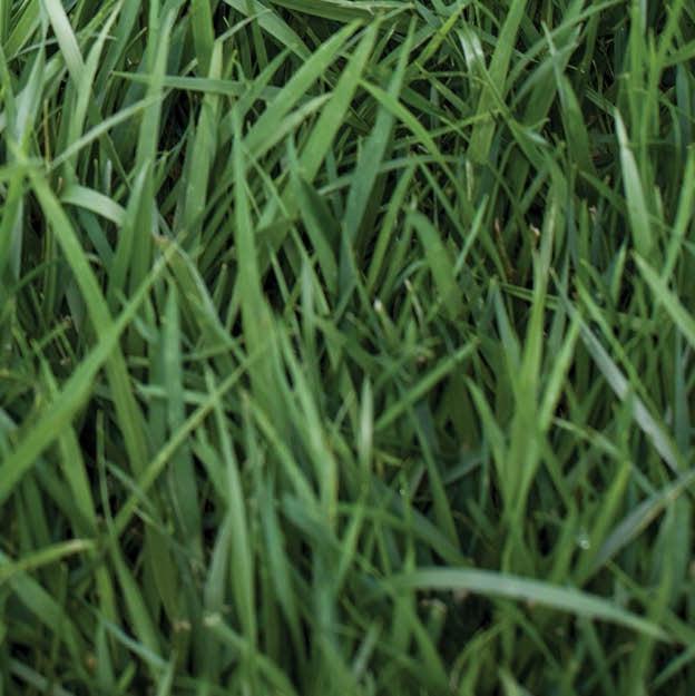 Rebel® Supreme ~ Fescue Sod-ServeScape