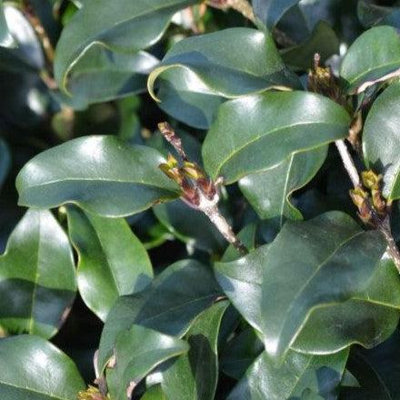 Ligustrum japonicum 'Recurvifolium' ~ Recurve Ligustrum-ServeScape