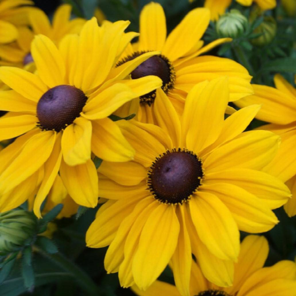 Rudbeckia hirta 'Sunny' ~ Monrovia® SmileyZ™ Sunny Black-Eyed Susan-ServeScape