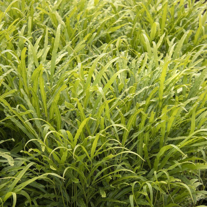 Pteris cretica 'Velociraptor’ ~ Monrovia® Jurassic™ Velociraptor Ribbon Fern-ServeScape
