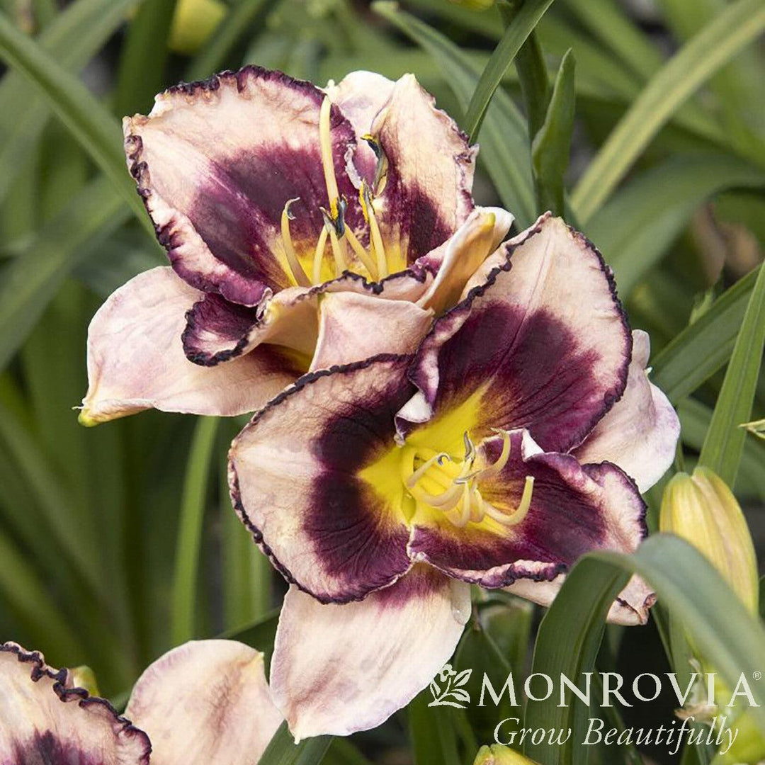 Hemerocallis x 'MON7035' ~ Monrovia® Stormy Skye™ Daylily-ServeScape