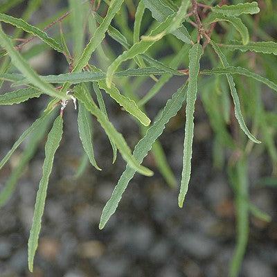 Rhamnus frangula 'Asplenifolia' ~ Fernleaf Buckthorn-ServeScape