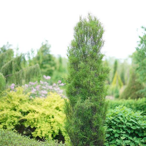 Rhamnus frangula 'Ron Williams' USPP 14,791 ~ Fine Line® Buckthorn-ServeScape