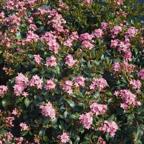 Rhaphiolepis indica 'SMNRICS' PP34,144 ~ La Vida Más® Indian Hawthorne-ServeScape