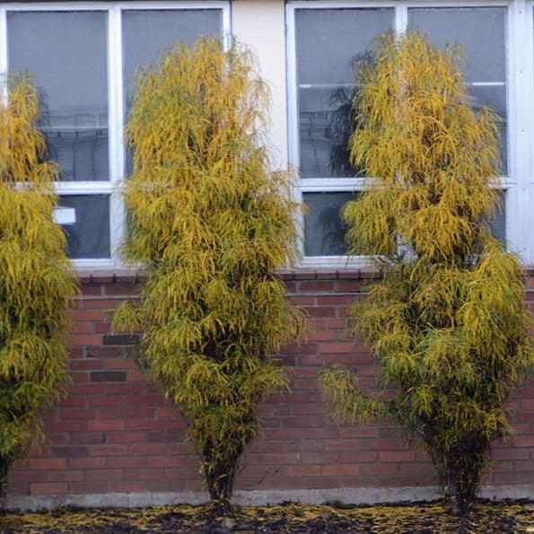 Rhamnus frangula 'Asplenifolia' ~ Fernleaf Buckthorn-ServeScape