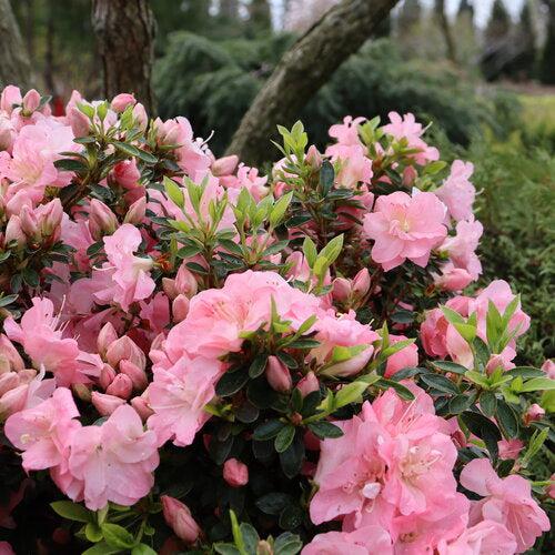 Rhododendron x 'NCRX11' ~ PW® Perfecto Mundo® Pink Azalea-ServeScape
