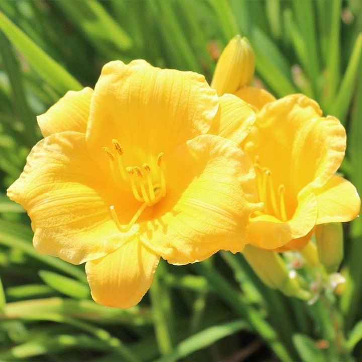 Hemerocallis fulva 'DHEMORANGE' ~ Monrovia® Endlesslily® Orange Daylily-ServeScape